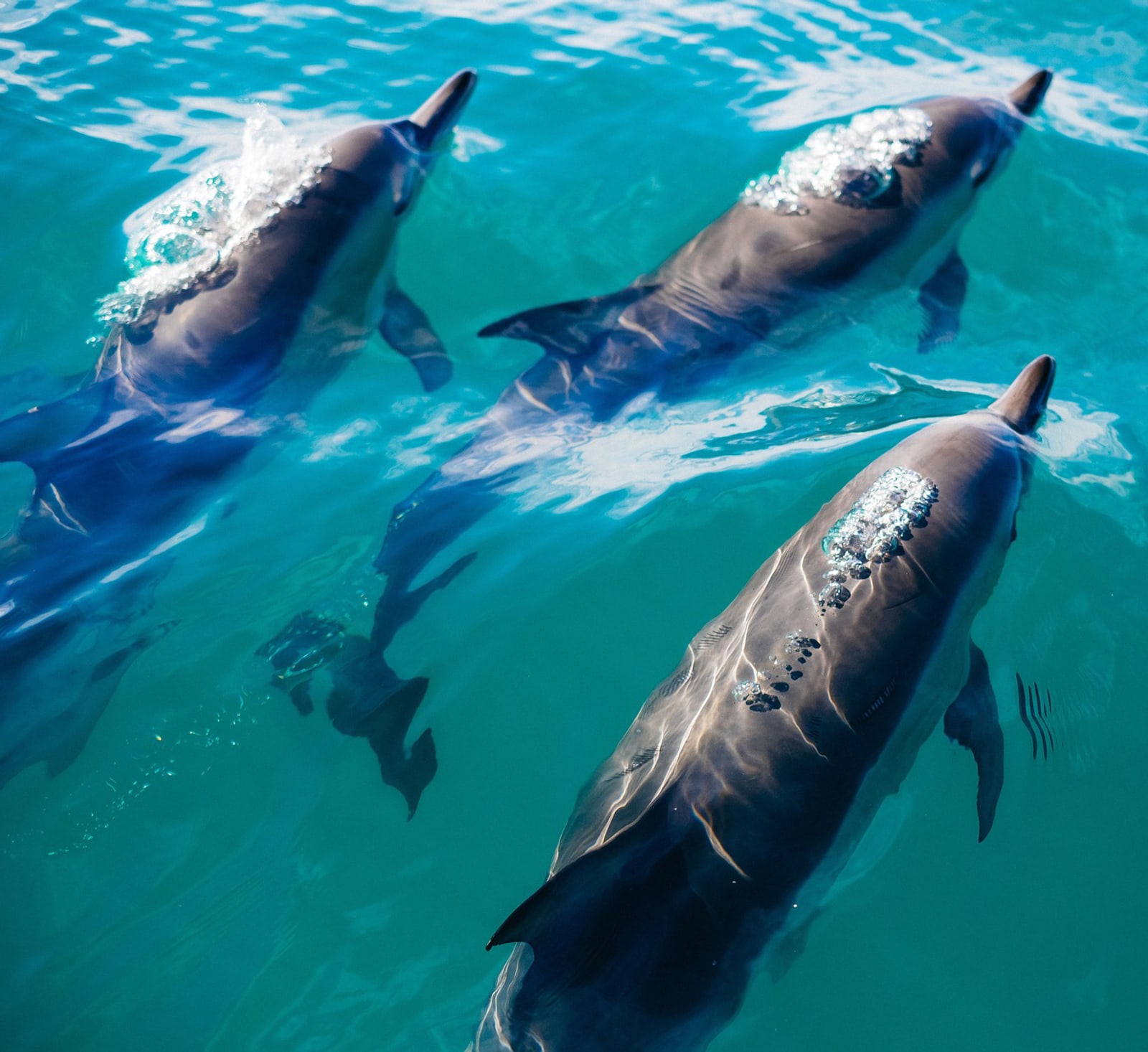 Dolphins swimming near Zadar on a boat excursion